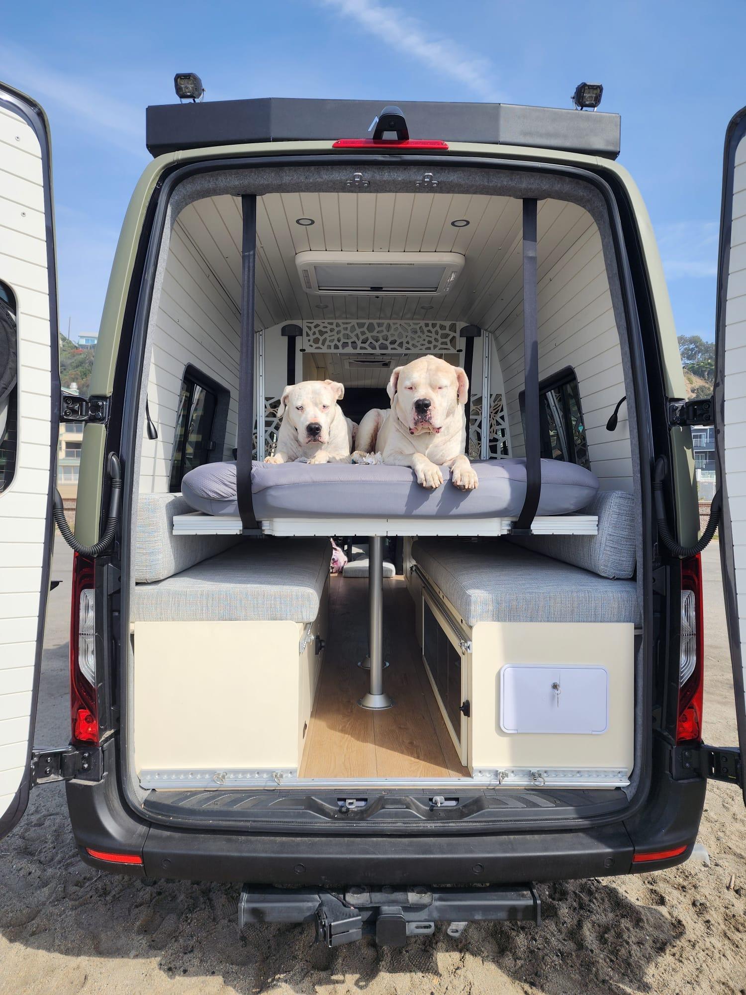 Pet Safety in Campervan: What Every Owner Needs to Know?
